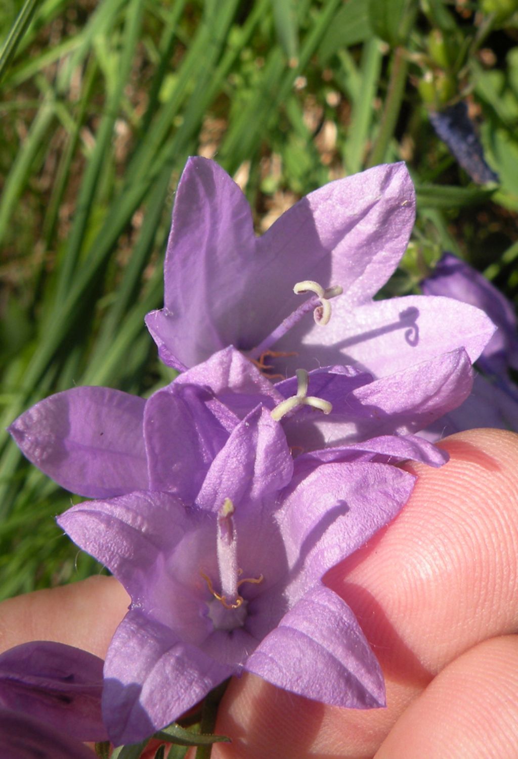 Valle d''Aosta: Campanula rapunculoides